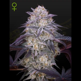 SGHKKAUTO5 - GREEN HOUSE SEED CO. - KING'S KUSH AUTOFLORECIENTE FEM | 5 SEMILLAS