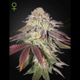 GHSSGA03 - GREEN HOUSE SEED CO. - SUGARLATO AUTO FEM | 3 SEMILLAS