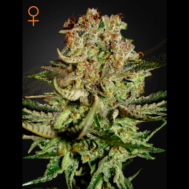 SUBF5 - GREEN HOUSE SEED CO. - SUPER BUD FEM | 5 SEMILLAS