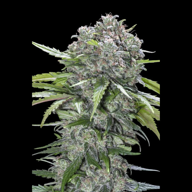ADVSSBB0003 - ADVANCED SEEDS - SAN BACIO BURGER FEM | 3 SEMILLAS