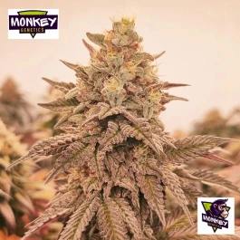 MNKGOTF0003 - MONKEY GENETICS - ORANGU TANGIE FEM | 3 SEMILLAS