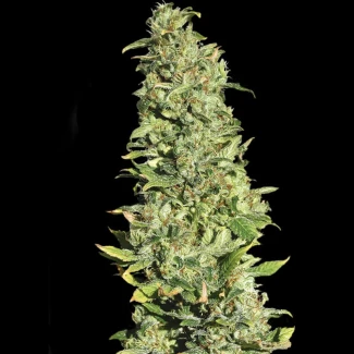 SEVHLF0003 - EVA SEEDS - HIGH LEVEL FEM | 3+1 Free SEMILLAS