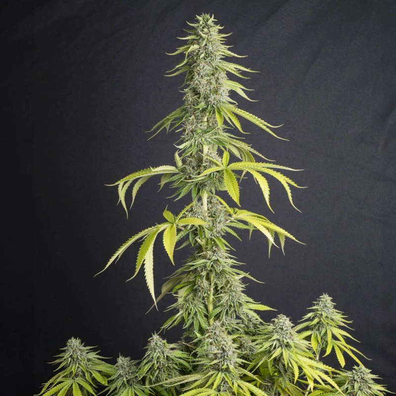 SEVVTF0003 - EVA SEEDS - VIEJO TOBY FEM | 3+1 Free SEMILLAS