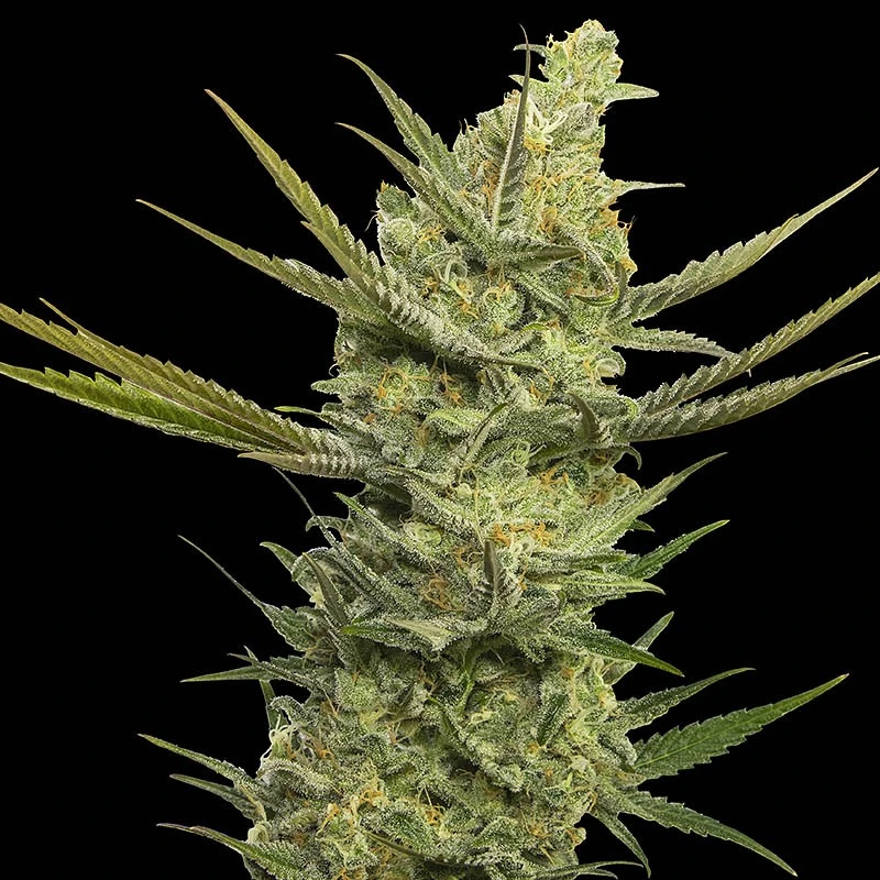 SEVGHF0003 - EVA SEEDS - GIPSY HAZE FEM | 3+1 Free SEMILLAS