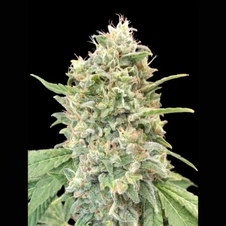 ADVSSB0003 - ADVANCED SEEDS - STRAWBERRY BANANA FEM | 3 SEMILLAS