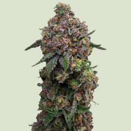 RQSF1FEM003076 - ROYAL QUEEN SEEDS - COSMIC CHEDDAR F1 FEM | 3 SEMILLAS