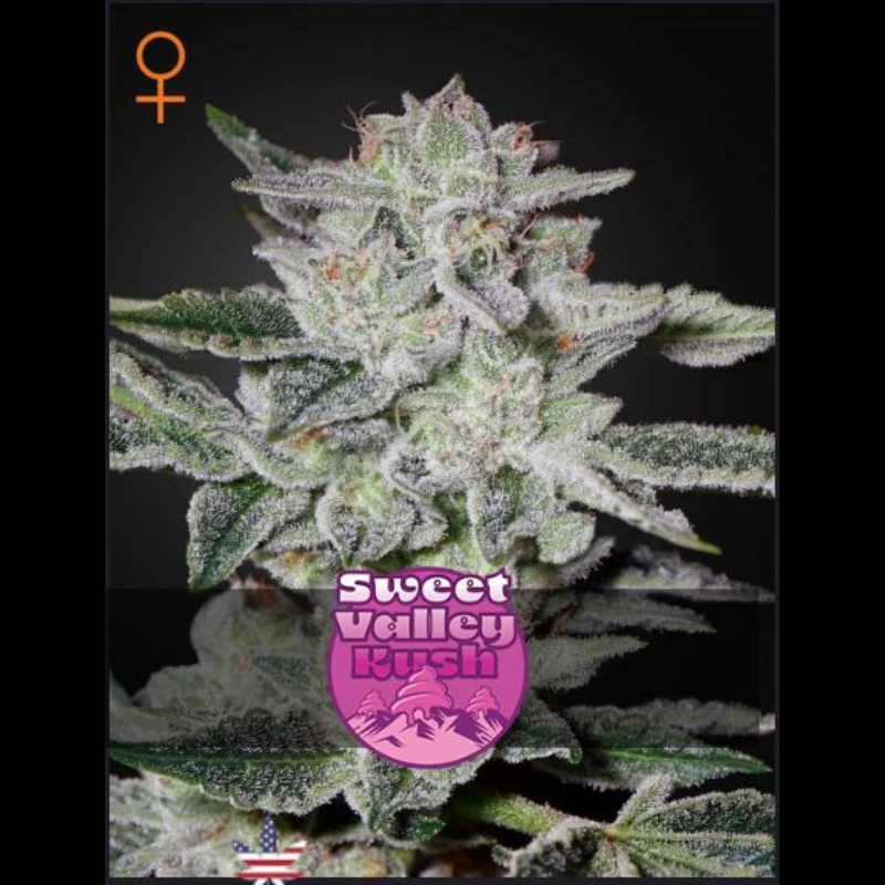 GHSVKF5 - GREEN HOUSE SEED CO. - SWEET VALLEY KUSH FEM | 5 SEMILLAS