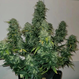 MNKGSBA0003 - MONKEY GENETICS - SHERBET BLAST AUTO FEM | 3 SEMILLAS