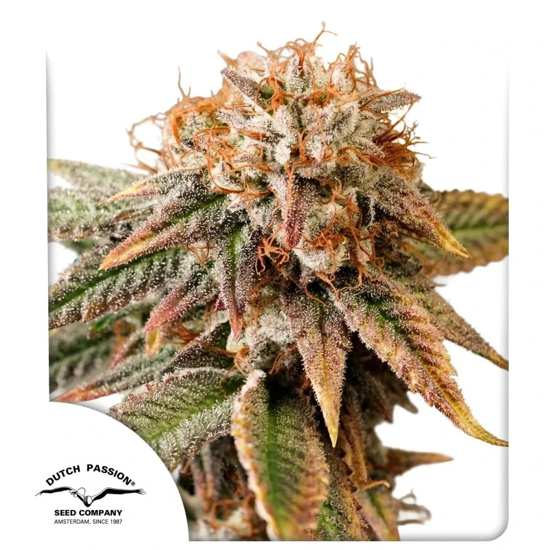 DP15532 - DUTCH PASSION - AUTO KINGSTON PUNCH FEM | 3 SEMILLAS