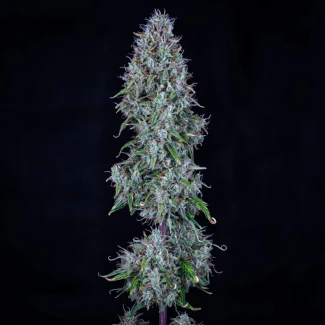 MPHGHBDD0003A - MEPHISTO GENETICS - HUBBABUBBASMELLOSCOPE AUTO FEM | 3+2 SEMILLAS