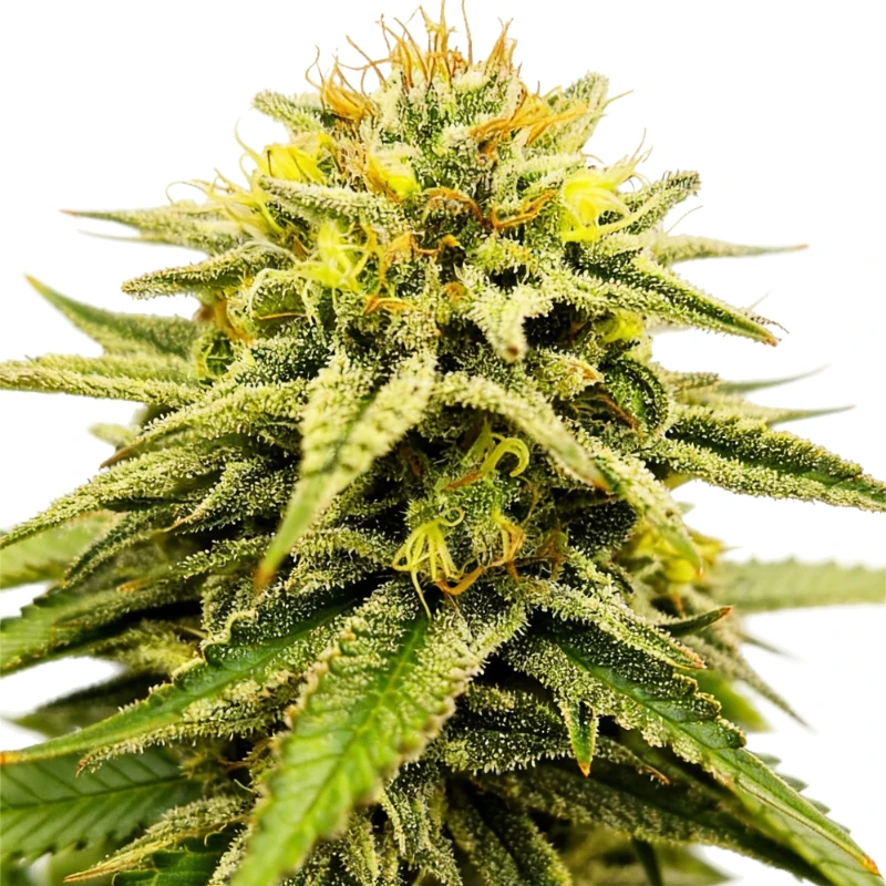 GRTFONE008-005 - GRATEFUL SEEDS - FROSTED SUNSETZ FEM (ONE SHOT EDITION) | 5 SEMILLAS