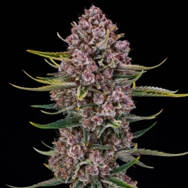 SILSPRPXXL003AF - SILENT SEEDS - PURPLENADE XXL AUTO FEM | 3 SEMILLAS
