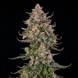 SILSTK005AF - SILENT SEEDS - TRIANGLE KUSH AUTO FEM | 5 SEMILLAS