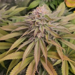 MNKGBLHF0003 - MONKEY GENETICS - BLUE LAGOON HAZE FEM | 3 SEMILLAS