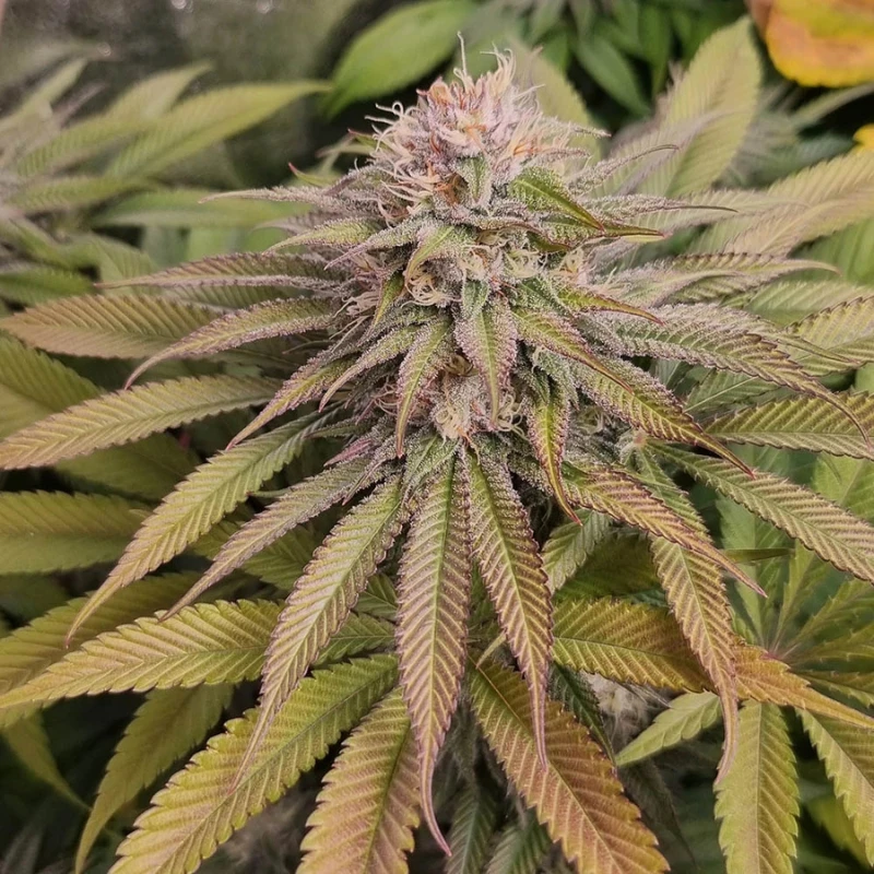 MNKGBLHF0003 - MONKEY GENETICS - BLUE LAGOON HAZE FEM | 3 SEMILLAS