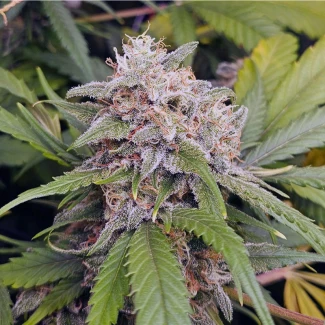 MNKGAD33F0003 - MONKEY GENETICS - AMNESIA DULCE 33 FEM | 3 SEMILLAS