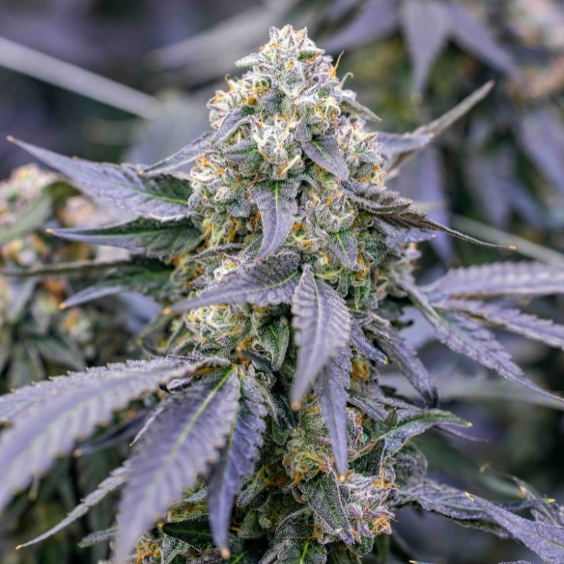 CKSFBF0003 - COOKIES - FRIED BANANA FEM | 3 SEMILLAS