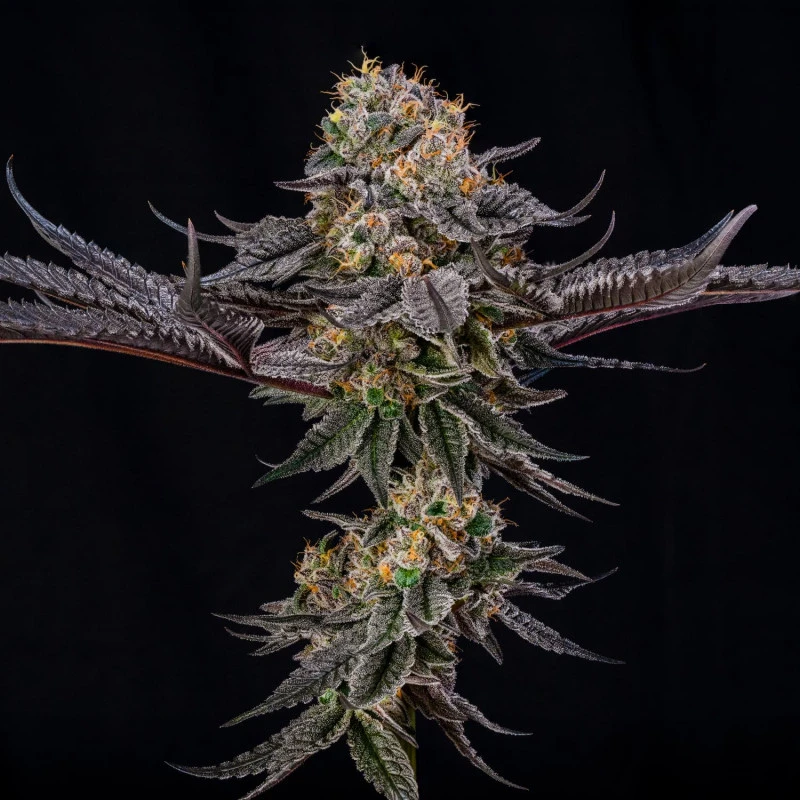 SILS035F003 - SILENT SEEDS - KING OF KINGS JULIAN MARLEY FEM | 3 SEMILLAS