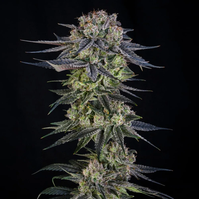 SILS036F003 - SILENT SEEDS - JULIAN MARLEY SPECIAL JULIAN MARLEY FEM | 3 SEMILLAS