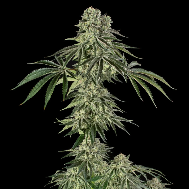 SILS037F003 - SILENT SEEDS - JAMAICAN MOUNTAIN JULIAN MARLEY FEM | 3 SEMILLAS