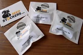 SSTKF0025024 - SEEDSTOCKERS - CANDY DAWG FEM | 25 SEMILLAS Disponible hasta fin de existencias