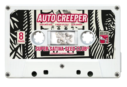 SSSC070302 - SUPER SATIVA SEED CLUB - AUTO CREEPER FEM | 3 SEMILLAS