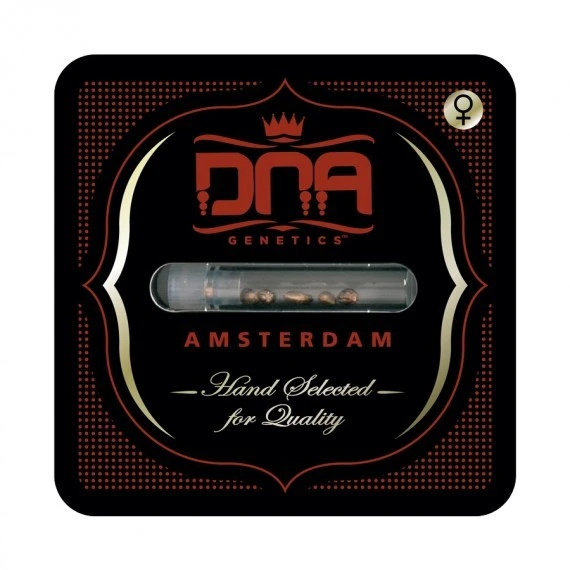 DNAFEM6024 - DNA GENETICS - PURPLE KOSHER FEM | 6 SEMILLAS