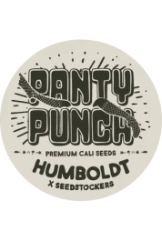 SSTKHF0025066 - SEEDSTOCKERS - PANTY PUNCH FEM (SUPERIOR) | 25 SEMILLAS