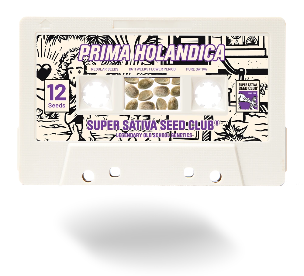 SSSC031201 - SUPER SATIVA SEED CLUB - PRIMA HOLANDICA REG | 12 SEMILLAS
