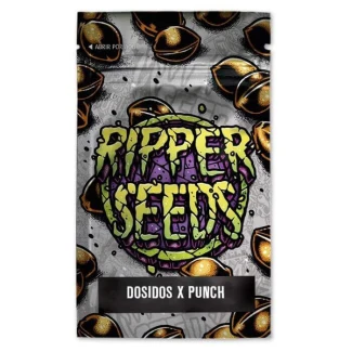 RSDSDPPF03F9024 - RIPPER SEEDS - DO-SI-DOS x PURPLE PUNCH FEM | 3 SEMILLAS
