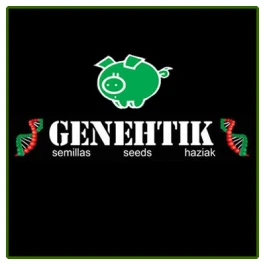GNTK000705 - GENEHTIK SEEDS - AMNESIA BILBO FEM | 5 SEMILLAS