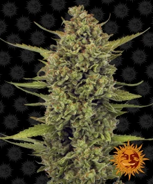 BFAG3 - BARNEY'S FARM - ACAPULCO GOLD FEM | 3 GRAINES