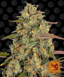 BFAL3 - BARNEY'S FARM - AMNESIA LEMON FEM | 3 GRAINES