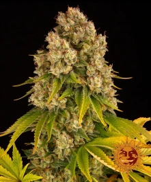 BFCHAF10 - BARNEY'S FARM - CHEESE AUTO FEM | 10 SEMENCES Disponible dans la limite des stocks disponibles
