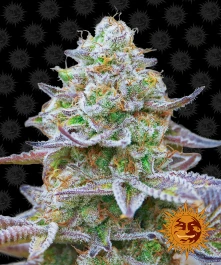 BFGRZ3 - BARNEY'S FARM - GORILLA ZKITTLEZ FEM | 3 GRAINES