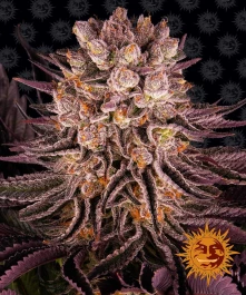BF2005303 - BARNEY'S FARM - MIMOSA x ORANGE PUNCH FEM | 3 SEMENCES