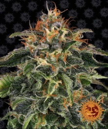 BF2004703 - BARNEY'S FARM - MOBY DICK FEM | 3 GRAINES