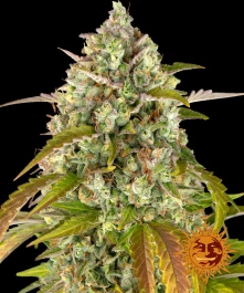 BFAPE3 - BARNEY'S FARM - PINEAPPLE EXPRESS AUTO FEM | 3 GRAINES