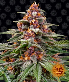 BF1001910 - BARNEY'S FARM - RUNTZ AUTO FEM | 10 GRAINES