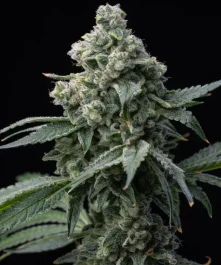 BF2007705 - BARNEY'S FARM - BRUCE BANNER FEM | 5 GRAINES