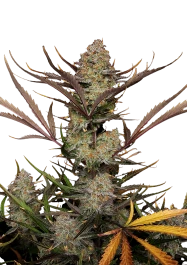FB53100 - FAST BUDS - APPLE STRUDEL AUTO FEM | 100 GRAINES