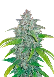 FBS01F9019 - FAST BUDS - BLUE DREAM AUTO FEM | 1 GRAINE