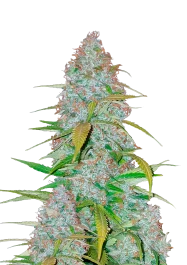 FBS05F9008 - FAST BUDS - CALIFORNIAN SNOW AUTO FEM | 5 GRAINES