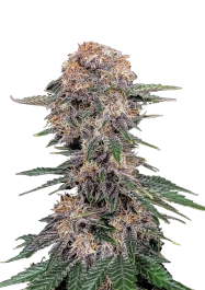 FBS25F9054 - FAST BUDS - CHERRY COLA AUTO FEM | 25 GRAINES