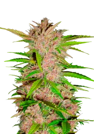 FBS03F9010 - FAST BUDS - FASTBERRY AUTO FEM | 3 GRAINES