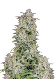 FBS03F9042 - FAST BUDS - FORBIDDEN RUNTZ AUTO FEM | 3 (+1) GRAINES