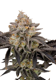 FBFFNA10003 - FAST BUDS - GORILLA COOKIES FAST FLOWERING FEM | 3 GRAINES