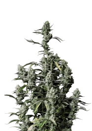 FBS10F9053 - FAST BUDS - GORILLA Z AUTO FEM (Ex GORILLA ZKITTLEZ AUTO FEM) | 10 GRAINES