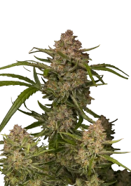 FB54050 - FAST BUDS - GUAVA AUTO FEM | 50 GRAINES