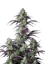 FBS05F9044 - FAST BUDS - MIMOSA CAKE AUTO FEM | 5 GRAINES